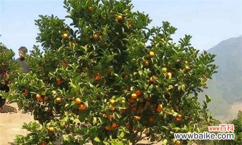 桔子树的好运与吉祥 桔子树的风水寓意与摆放位置