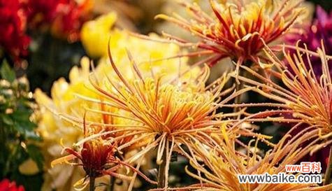 菊花的寓意与花语 菊花的花语与寓意