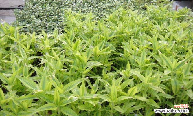 金边富贵竹花语是什么？如何养护以保持其美好寓意？