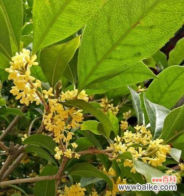 家里种桂花的寓意是什么意思？桂花象征着什么？