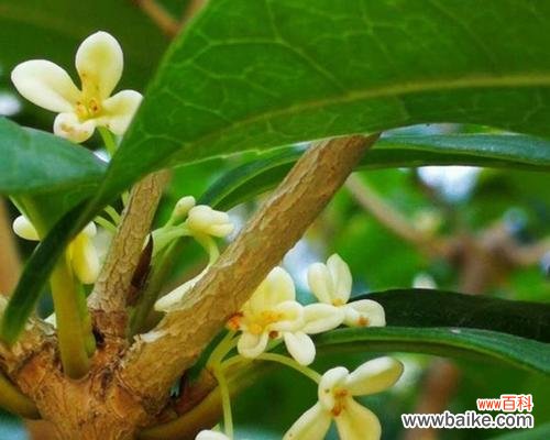 家里种桂花的寓意是什么意思？桂花象征着什么？