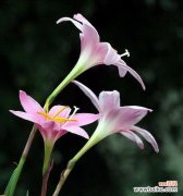 韭兰花语是什么意思？韭兰花的含义有哪些常见问题？