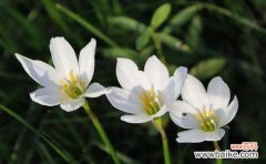 韭兰花语喻人生是什么？如何解读韭兰花的深层含义？