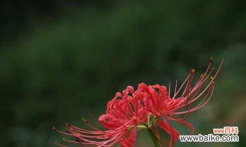 九月桃花刀是什么意思？如何理解这一网络流行语？