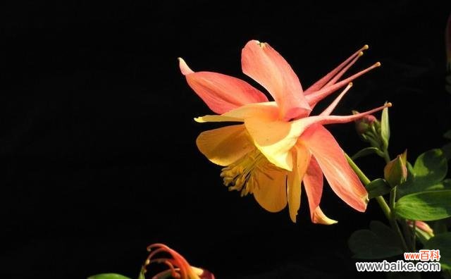 九月桃花刀是什么意思？如何理解这一网络流行语？