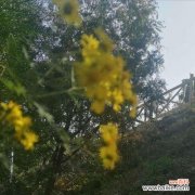 九月桃花刀是什么意思？如何理解这一网络流行语？