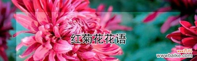 菊花的花语是什么？菊花背后有哪些美丽的故事？