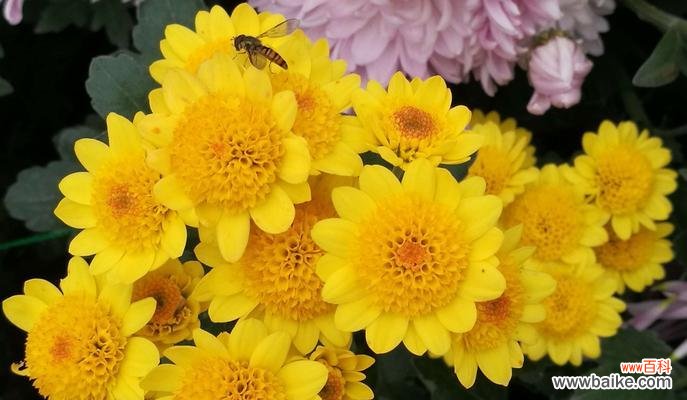 菊花的花语是什么？菊花背后有哪些美丽的故事？