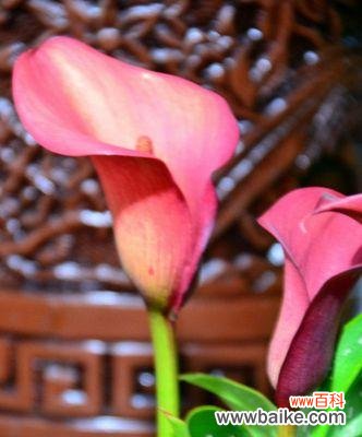 探寻粉色马蹄莲的神秘世界 粉色马蹄莲的花语