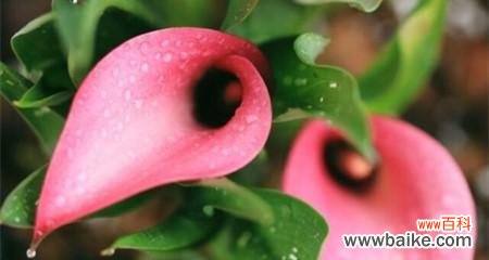 探寻粉色马蹄莲的神秘世界 粉色马蹄莲的花语