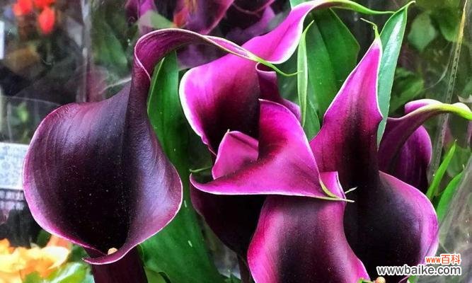 探寻粉色马蹄莲的神秘世界 粉色马蹄莲的花语