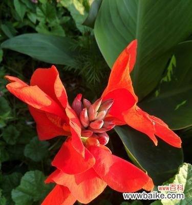 揭秘美人蕉的8种花语 美人蕉花语寓意