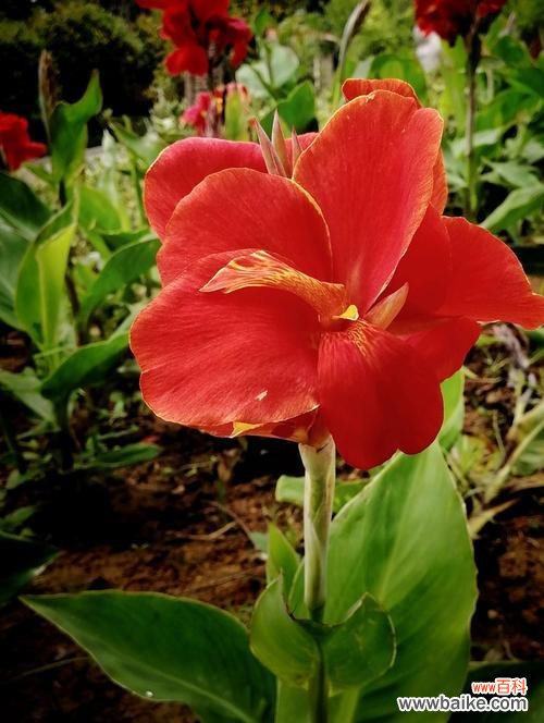 揭秘美人蕉的8种花语 美人蕉花语寓意