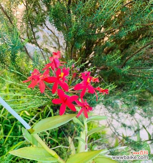 揭开火焰兰的花语与文化背景 火焰兰，富贵高雅之花