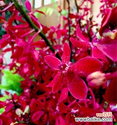 揭开火焰兰的花语与文化背景 火焰兰，富贵高雅之花