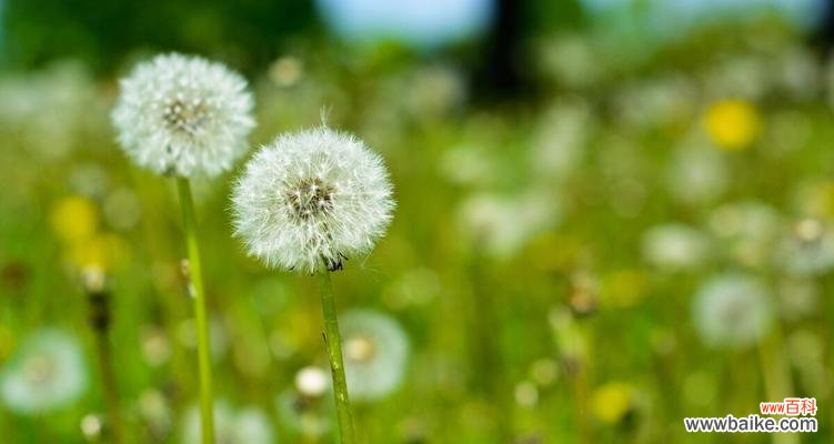 探寻蒲公英的深意 蒲公英的花语、寓意与象征