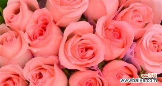 了解玫瑰的语言，读懂情感的秘密 玫瑰花语大揭秘