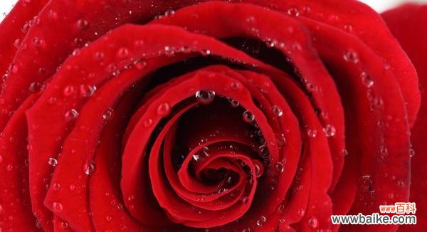 了解玫瑰的语言，读懂情感的秘密 玫瑰花语大揭秘