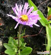 传说中的紫菀花语及神话故事 紫菀之美