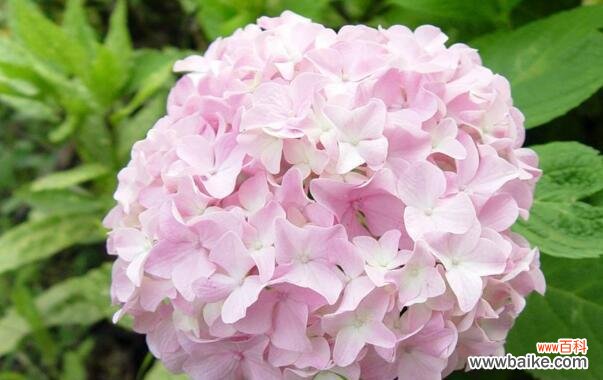 探秘绣球花的神秘秘密与意义 绣球花花语的深刻含义