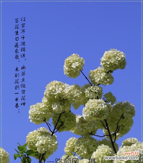 探秘绣球花的神秘秘密与意义 绣球花花语的深刻含义