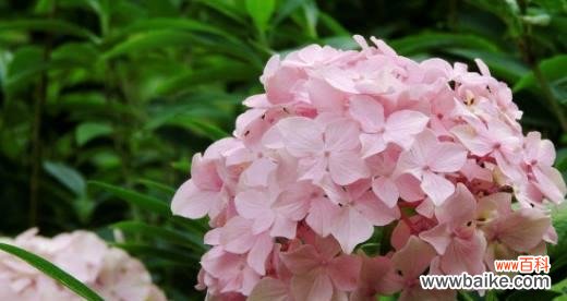 探秘绣球花的神秘秘密与意义 绣球花花语的深刻含义