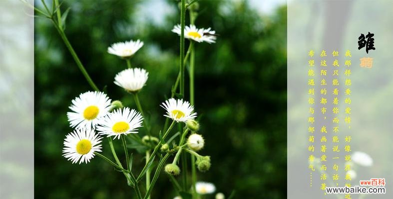 探究黄色雏菊的象征意义和内涵 黄色雏菊的花语和寓意