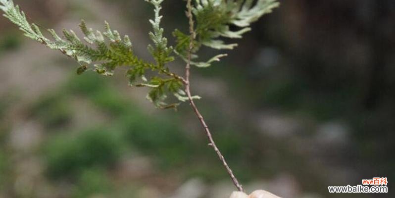 传递希望与坚韧的卷柏花语 卷柏之花语与寓意