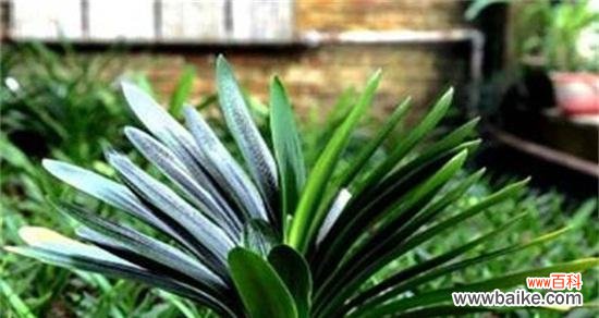 揭秘君子兰的风水奥秘 君子兰在风水中的寓意和象征