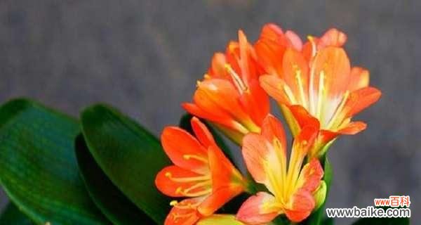 君子兰开花的美丽象征着什么 以君子兰开花的寓意与好兆头