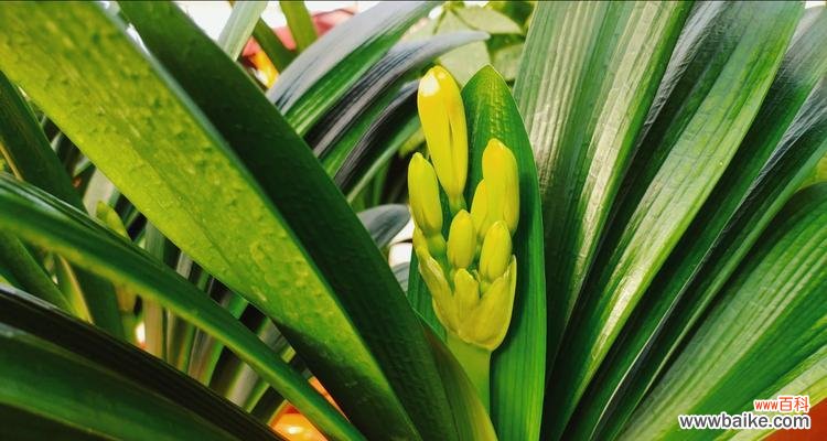 君子兰花开 君子兰开花的美丽与寓意