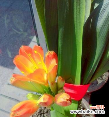 君子兰花的形状像什么意思？如何解读其象征意义？