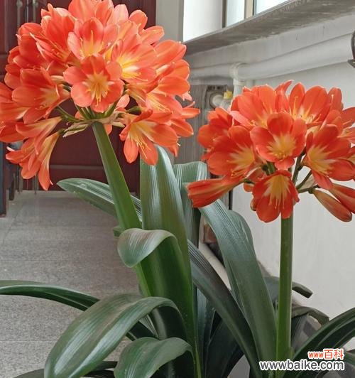 君子兰花的形状像什么意思？如何解读其象征意义？