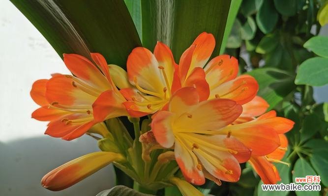 君子兰花的形状像什么意思？如何解读其象征意义？