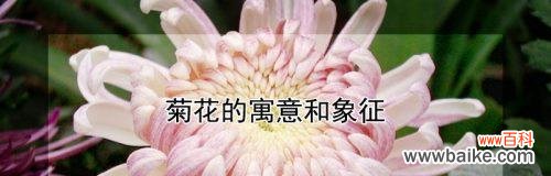 菊花有哪些特性？花语代表什么含义？