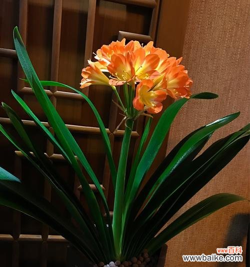 君子兰别名有哪些含义？为什么被称为君子兰？