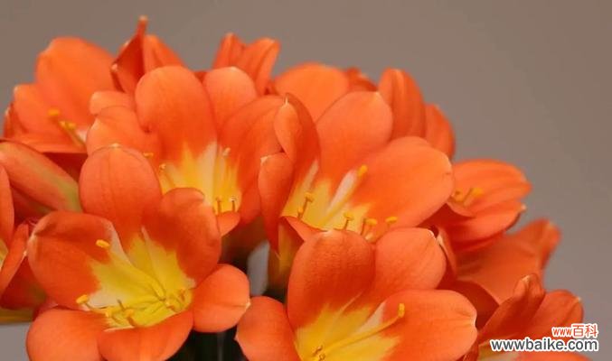 君子兰别名有哪些含义？为什么被称为君子兰？