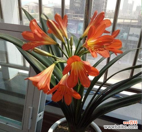 君子兰别名有哪些含义？为什么被称为君子兰？