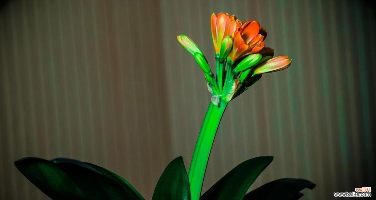 君子兰的花名代表什么含义？花语背后的故事是什么？