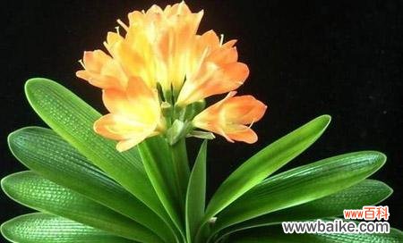 君子兰的花语是什么？它象征着什么含义？