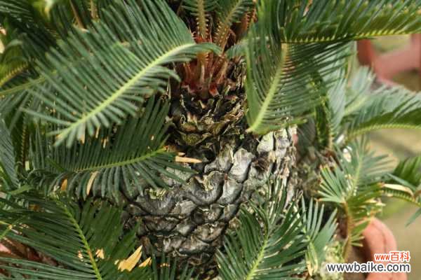 铁树的花语和寓意，有什么传说故事