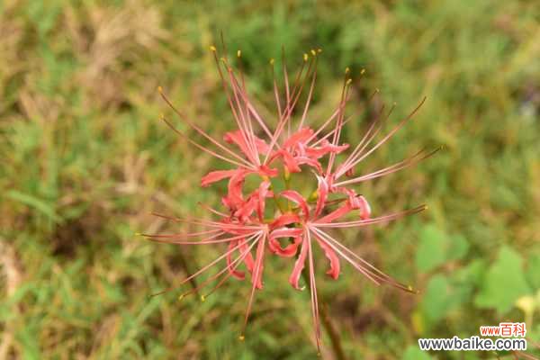 石蒜的花语和寓意，有什么传说故事