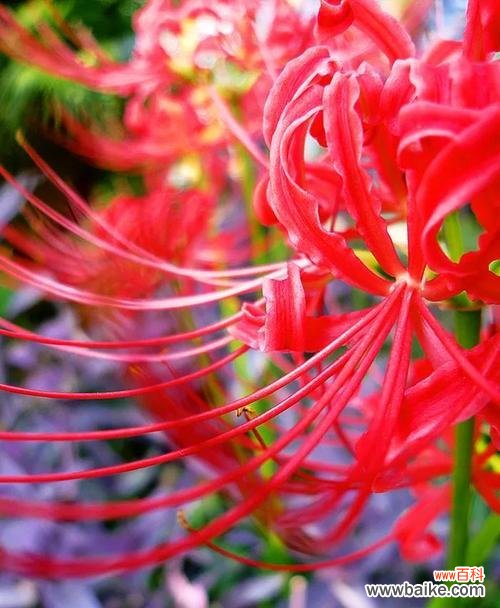 探秘这朵花的花语及文化内涵 曼珠沙华的美丽寓意