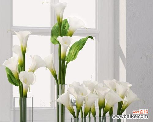 探寻马蹄莲的深刻内涵与含义 马蹄莲花语,诠释生命的美好