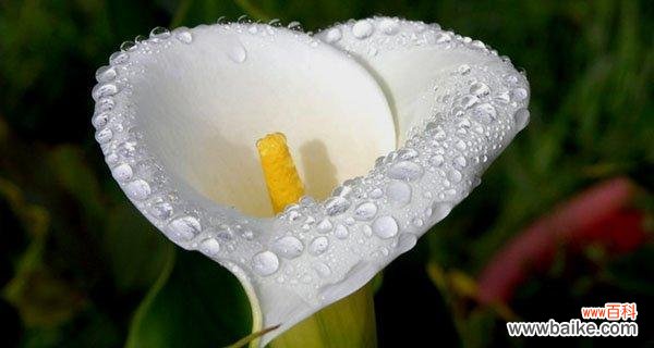 探寻马蹄莲的深刻内涵与含义 马蹄莲花语,诠释生命的美好