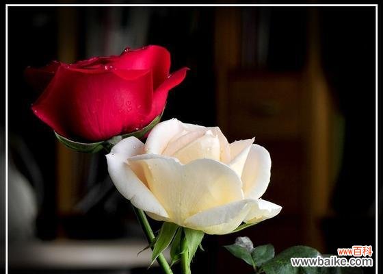 几支玫瑰代表的含义 玫瑰花语