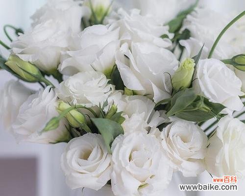 探秘洋桔梗的神秘语言之美 洋桔梗花花语解析