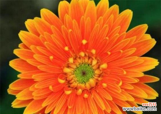 探秘非洲菊花语的八大含义 赏读非洲菊的花语