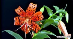 探寻虎皮百合花语的情感象征 虎皮百合花语的深层含义