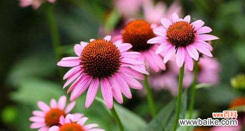 探索菊花的神秘世界 菊花的花语与寓意